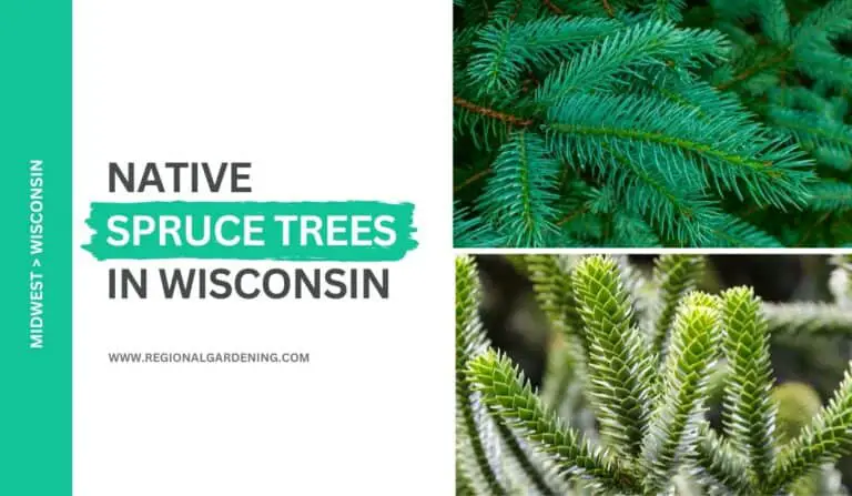 2 Native Spruce Trees In Wisconsin (Photos & Identification)