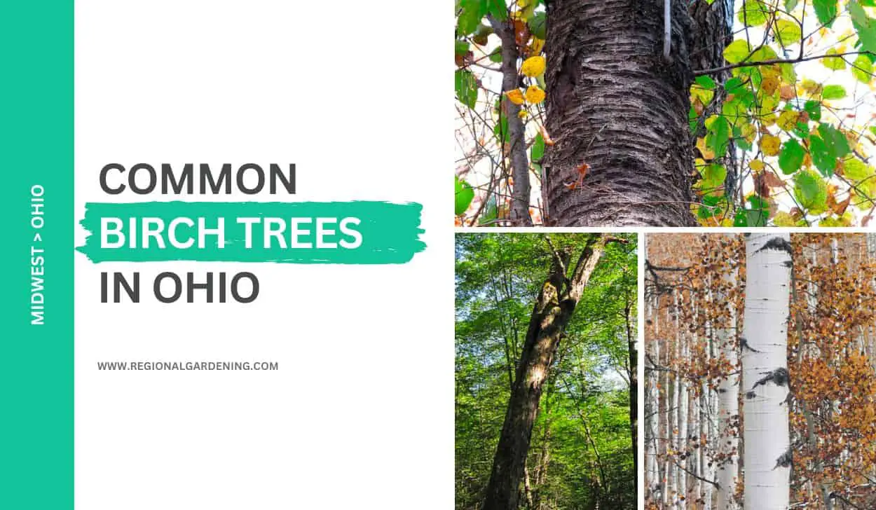 3 Common Birch Trees In Ohio