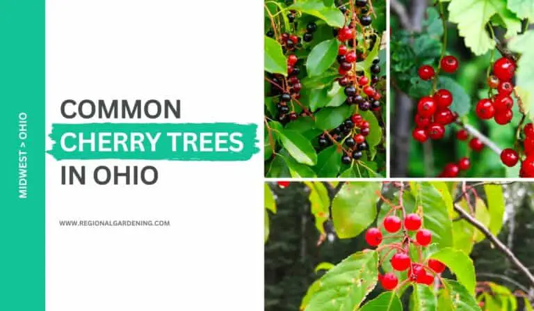 3 Native Cherry Trees In Ohio (Pictures & Care Tips)