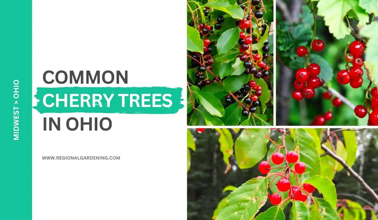 3 Common Cherry Trees In Ohio