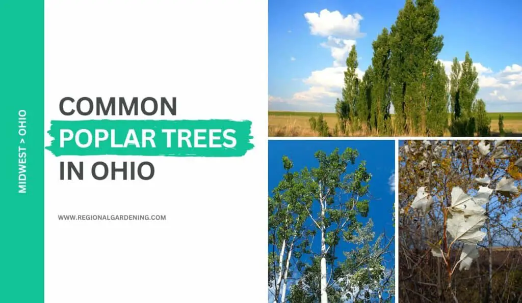 3 Common Poplar Trees In Ohio (Pictures & Identification) Regional