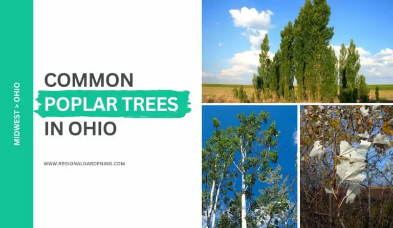 3 Common Poplar Trees In Ohio (Pictures & Identification)