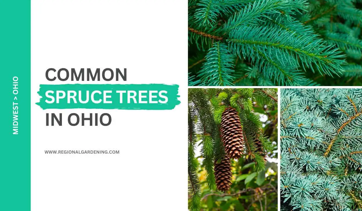 3 Common Spruce Trees In Ohio