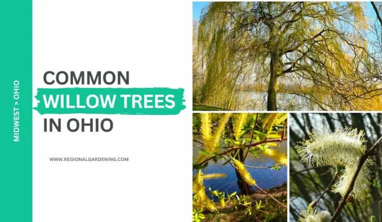 Common Willow Trees In Ohio (3 Types You Must Know)