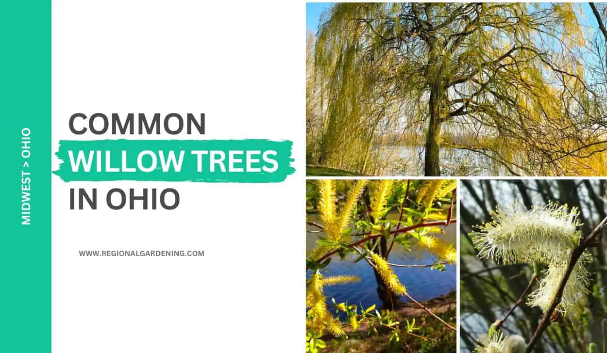 3 Common Willow Trees In Ohio