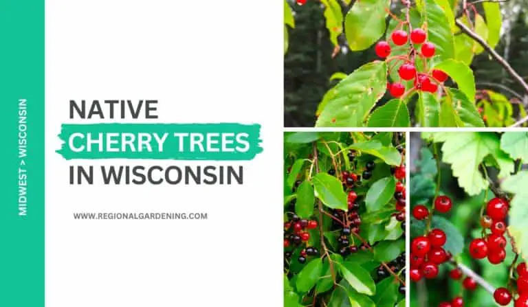 3 Native Cherry Trees In Wisconsin (Photos, Care & Identification)