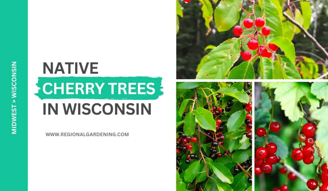 3 Native Cherry Trees In Wisconsin