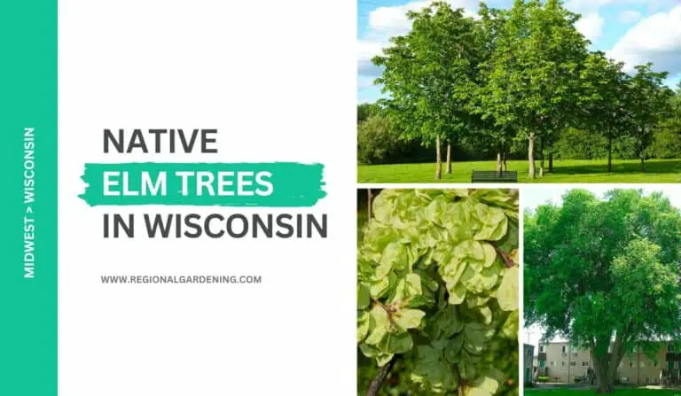 3 Native Elm Trees In Wisconsin (All You Need To Know)