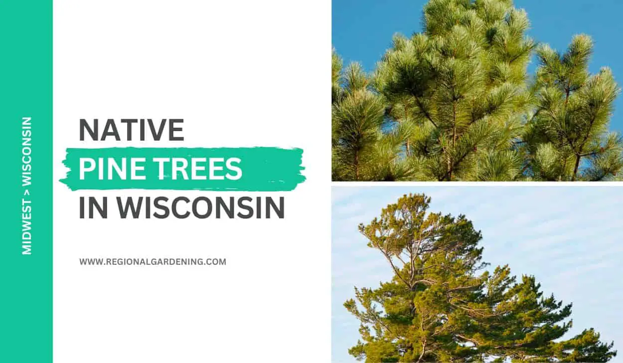 3 Native Pine Trees In Wisconsin