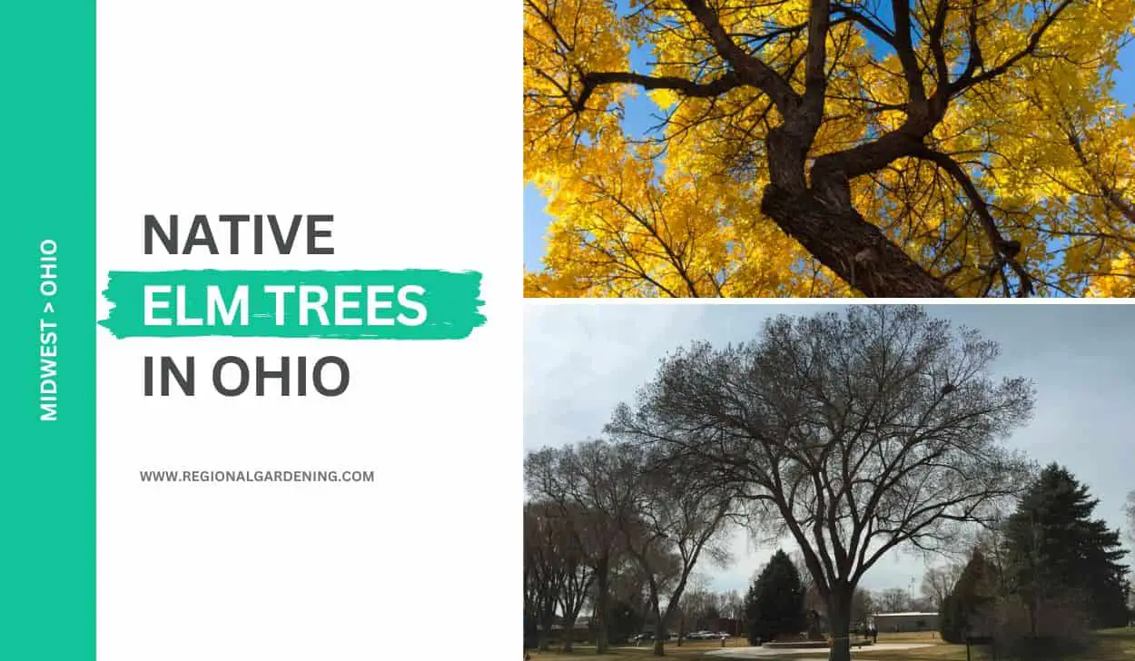 4 Common Elm Trees In Ohio