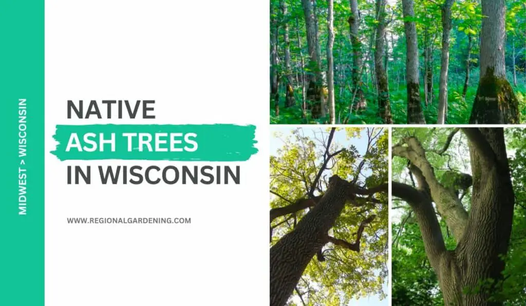 4 Common Ash Trees In Wisconsin (Photos & Identification) - Regional ...