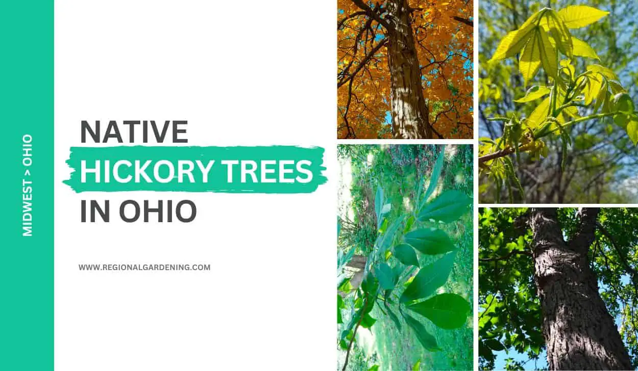 5 Native Hickory Trees In Ohio