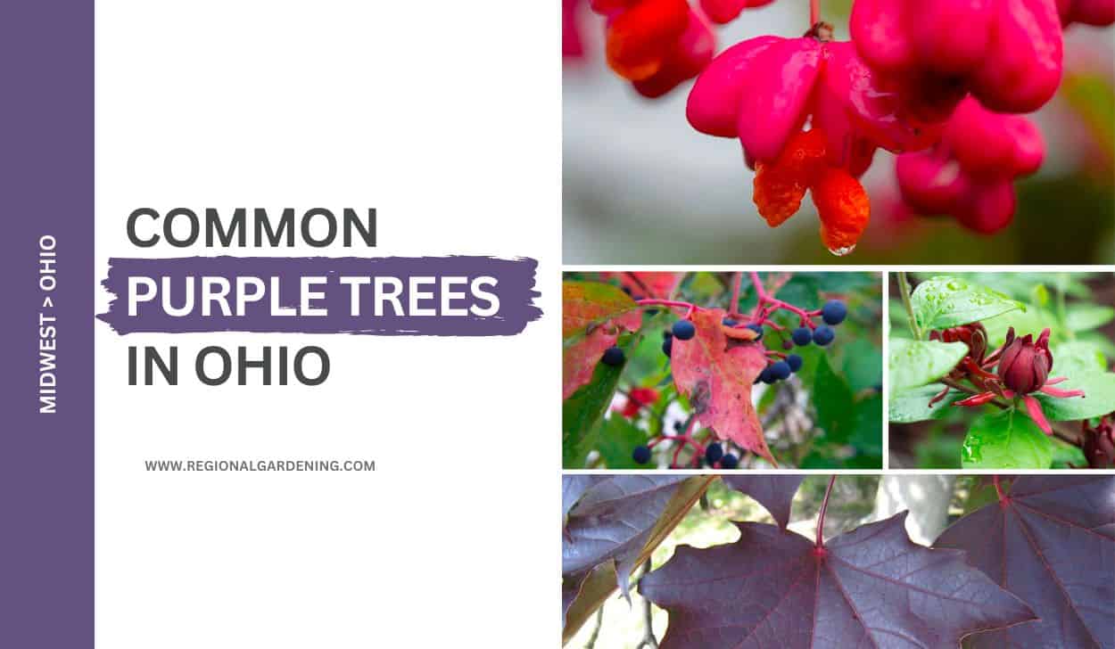 6 Common Purple Trees In Ohio