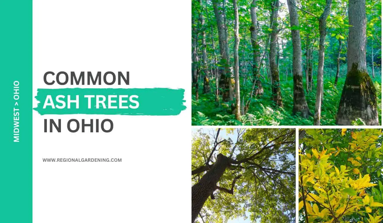 7 Common Ash Trees In Ohio