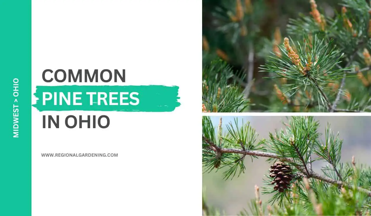 7 Common Pine Trees In Ohio