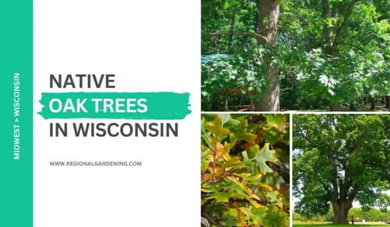 7 Native Oak Trees In Wisconsin (Photos & Identification)