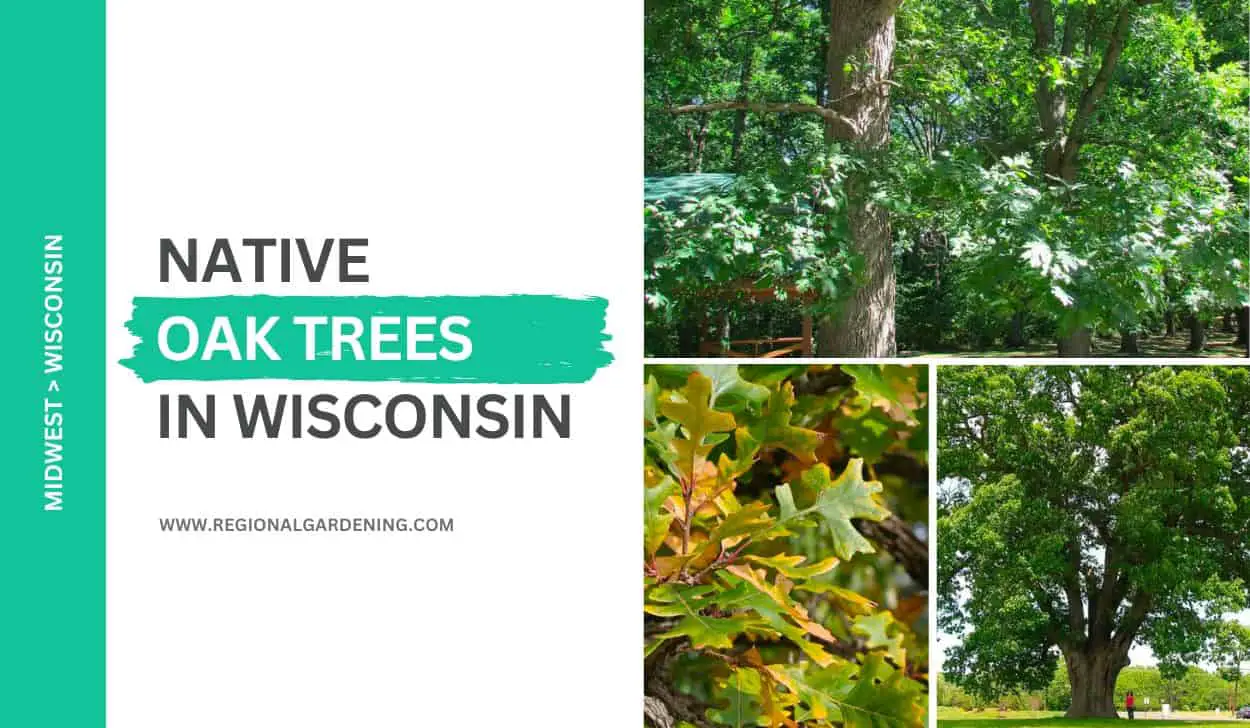 7 Native Oak Trees In Wisconsin