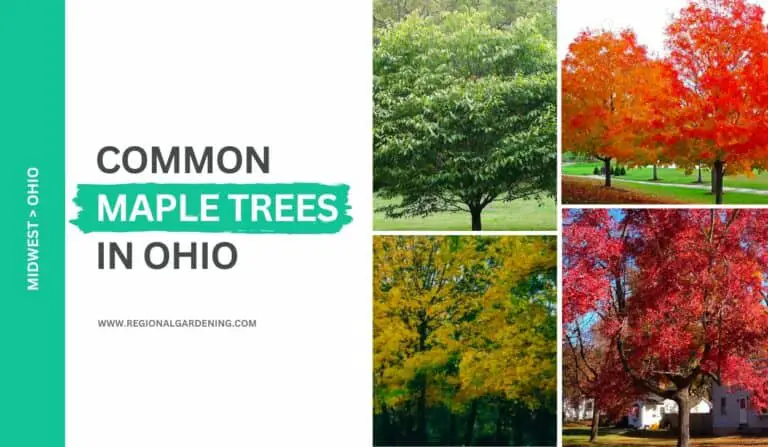 Common Maple Trees In Ohio (8 Types You Must Know)