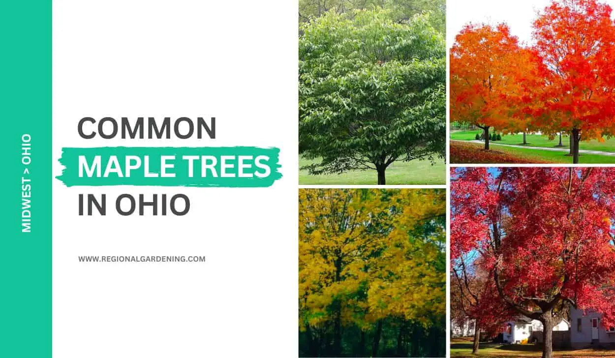 types of maple trees in ohio