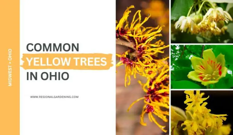 9 Common Yellow Flowering Trees In Ohio (Pictures & Care Tips)