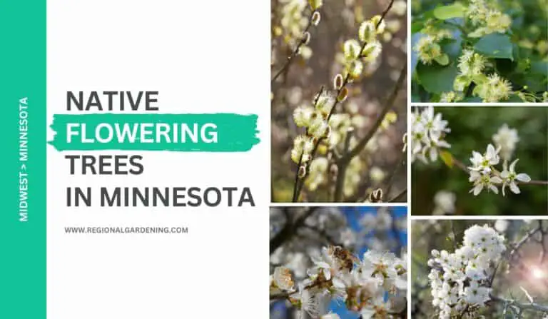 Native Flowering Trees In Minnesota (9 Types To Know)