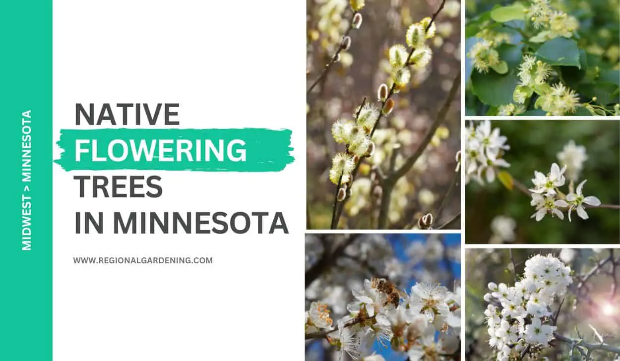 Native Flowering Trees In Minnesota (9 Types To Know) Regional Gardening