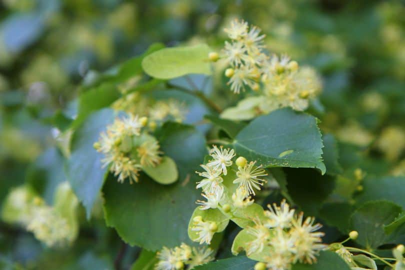 Basswood Flowers