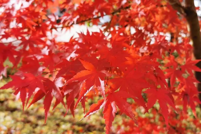 Black Maple Leaves