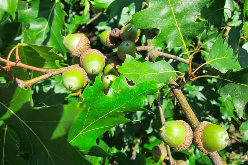 Black Oak Nuts
