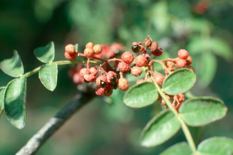 Common Prickly Ash