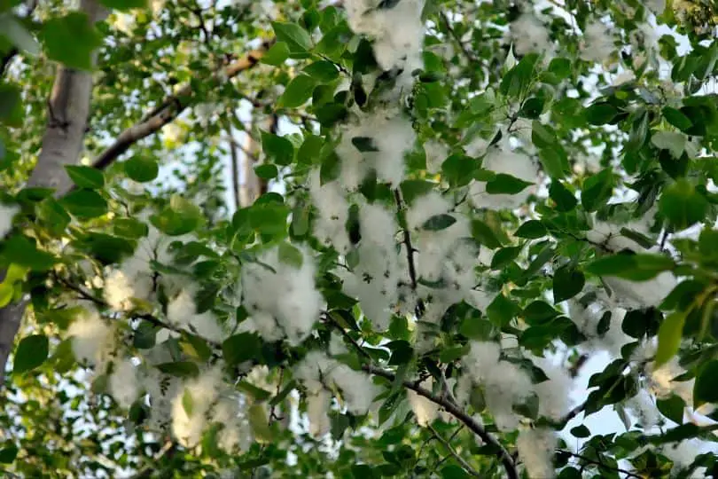 Cottonwood Flowers