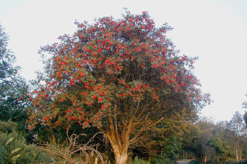 European Mountain Ash