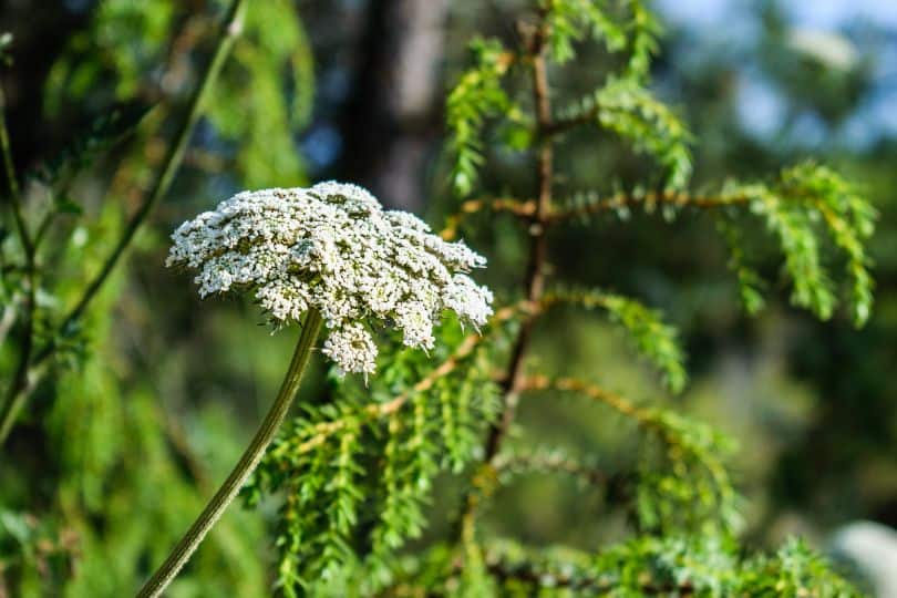 Hemlock Flowers