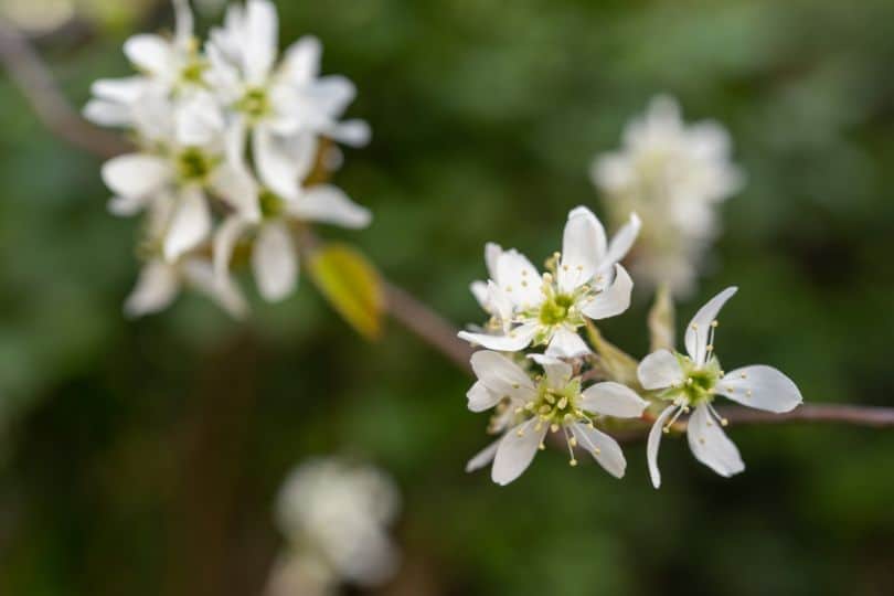 Juneberry Flowers