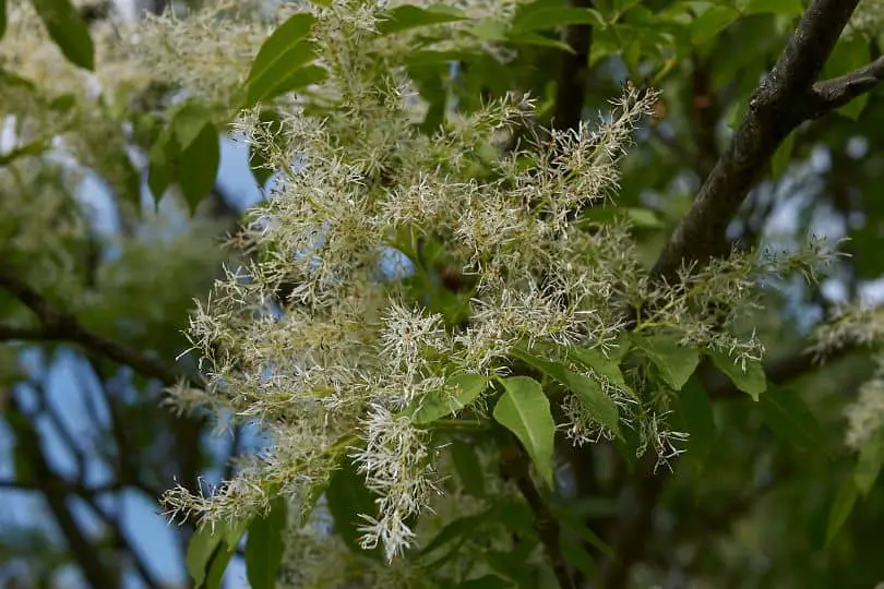 Red Ash Tree Flowers