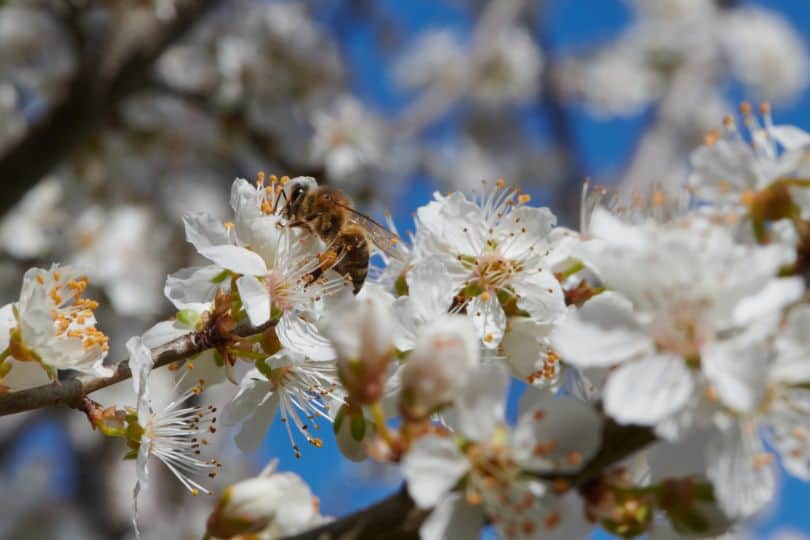 Wild Plum Flowers