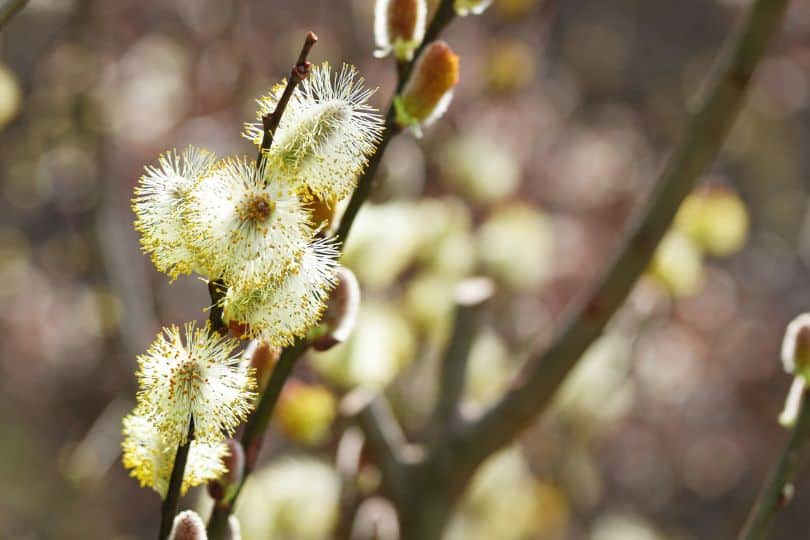 Willow Flowers