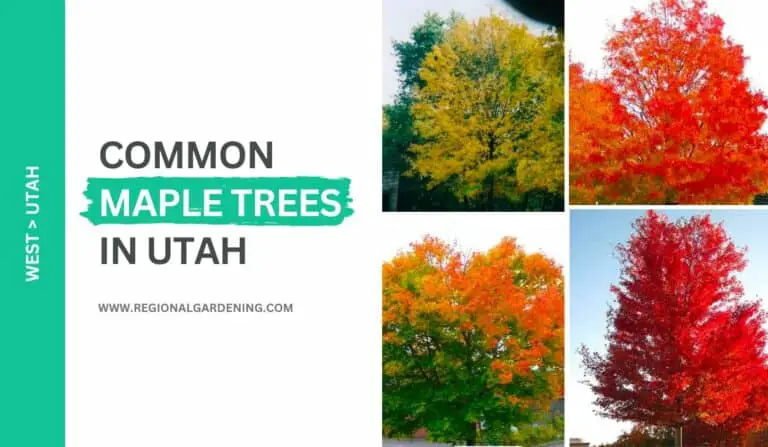 15 Common Maple Trees In Utah (Photos & Identification)