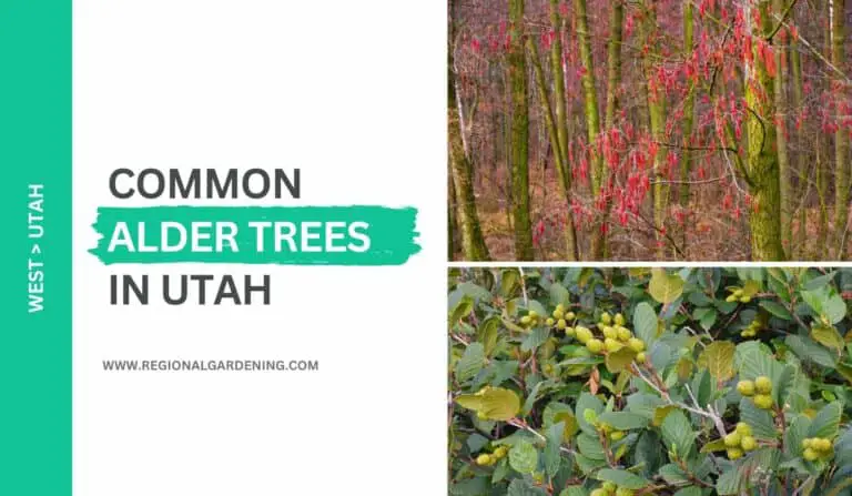 2 Common Alder Trees In Utah (Photos & Identification)