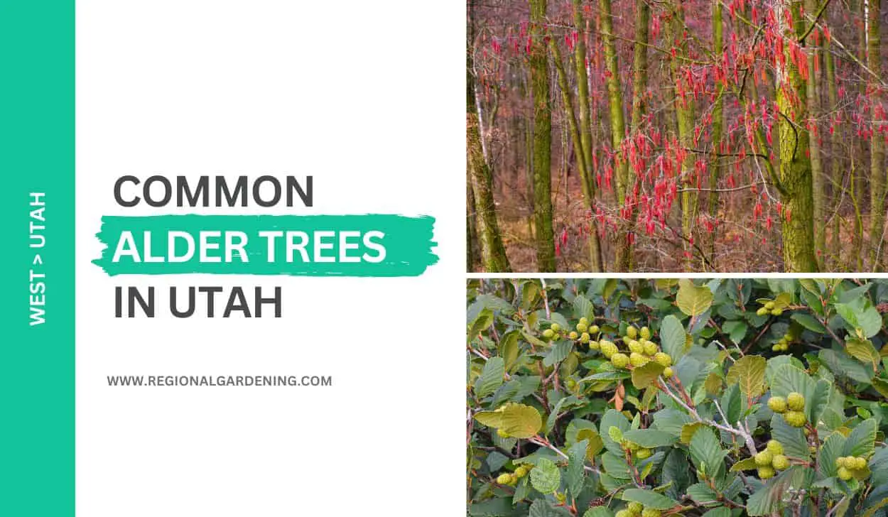 2 Common Alder Trees In Utah