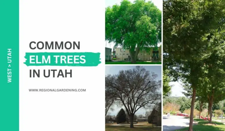 3 Common Elm Trees In Utah (Photos & Identification)