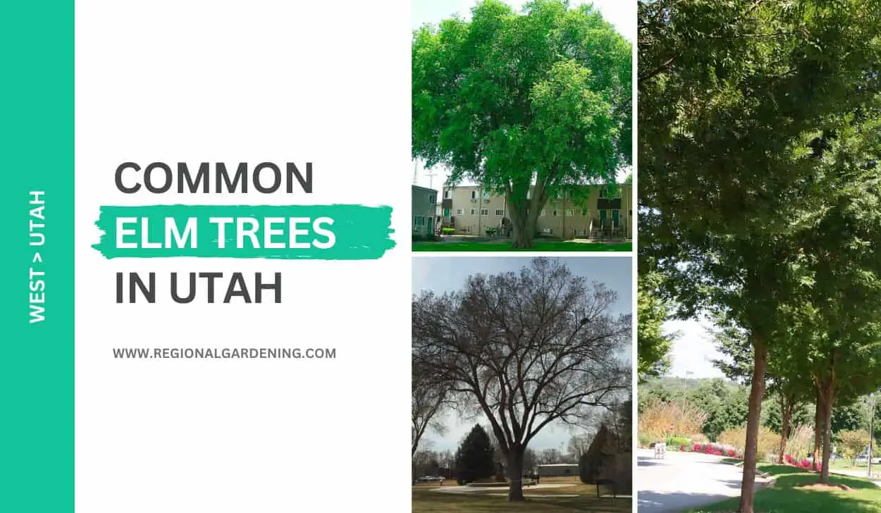 3 Common Elm Trees In Utah