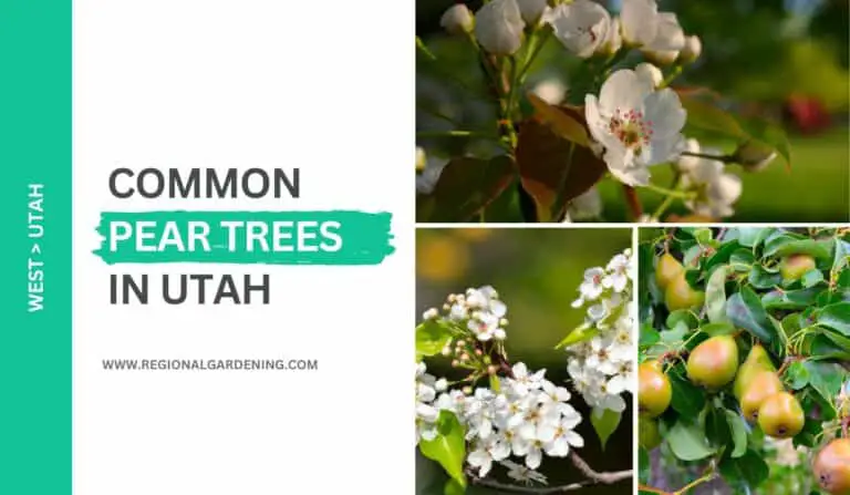 Common Pear Trees In Utah (3 Types You Can Easily Grow)