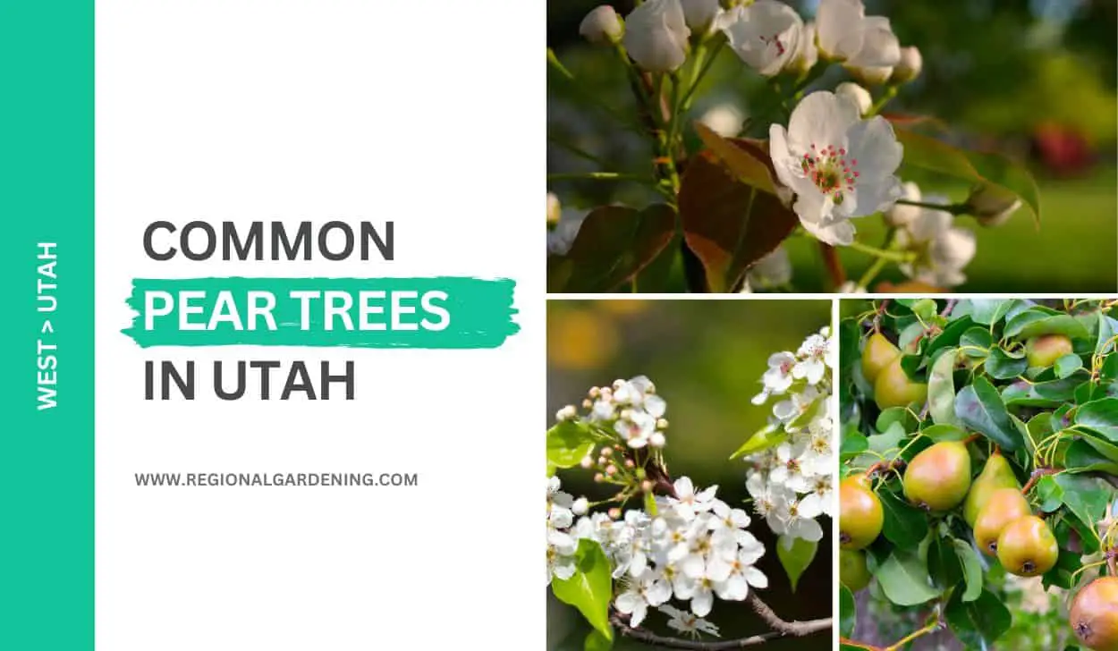 3 Common Pear Trees In Utah