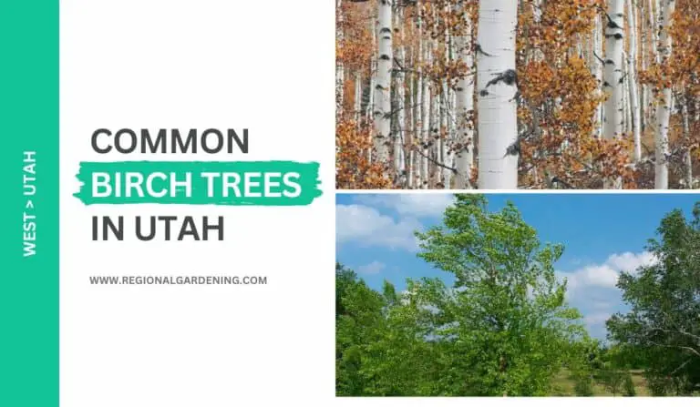 4 Common Birch Trees In Utah (Photos & Identification)