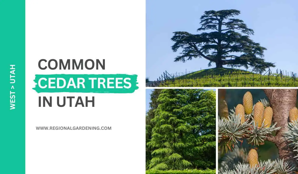 5 Common Cedar Trees In Utah
