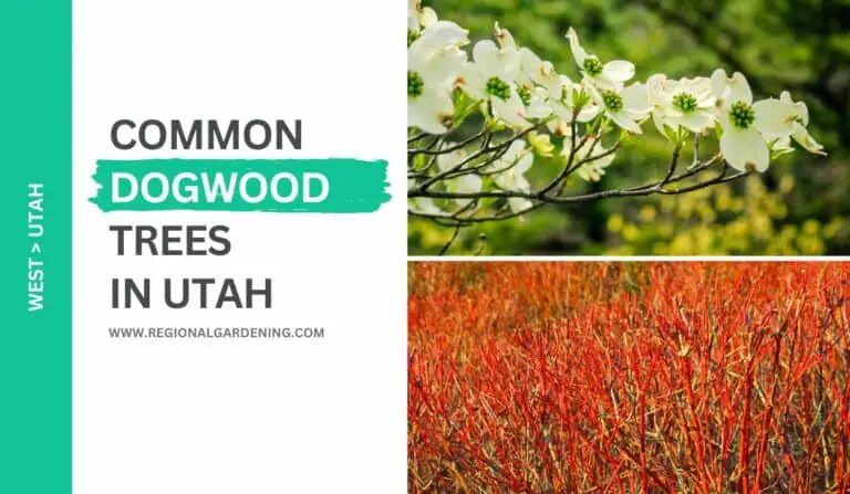 Common Dogwood Trees In Utah (5 Stunning Varieties)