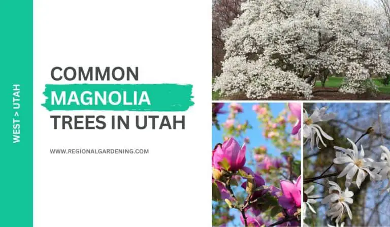 5 Common Magnolia Trees In Utah (With Stunning Flowers)