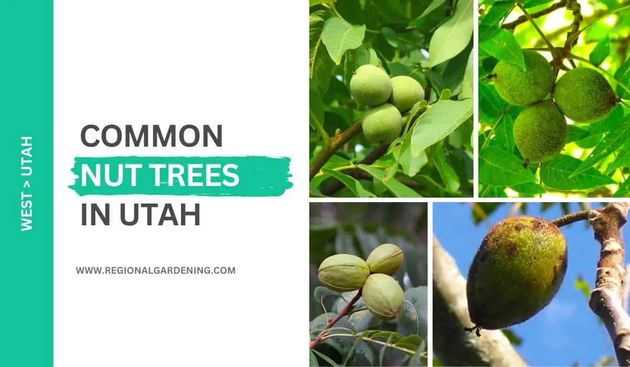 5 Common Nut Trees In Utah