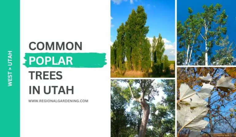 5 Common Poplar Trees In Utah (All You Need To Know)